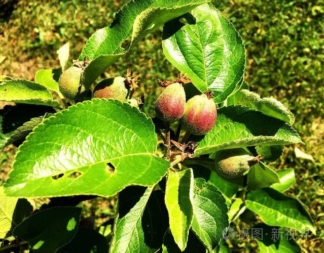 产品挂在树枝上苹果照片由整个成熟的原始果树和树枝组成吃美味的榨汁