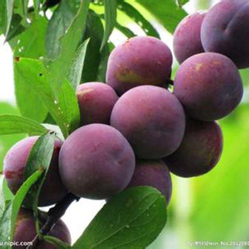 黑布朗李子果树-产品列表--内乡县隆兴果木种植专业合作社