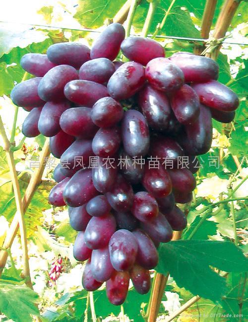 果树苗 - 河北省 - 生产商 - 产品目录